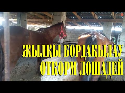 Видео: Жылқы бордақылау ОТКОРМ 01.02.2021