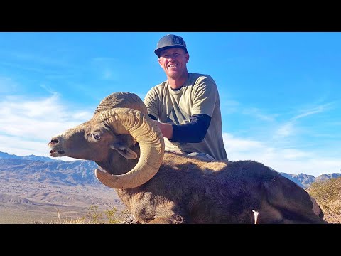 Видео: Уникальная охота на толсторогих баранов в пустыне Невада!