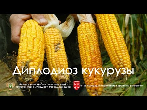 Видео: Диплодиоз кукурузы