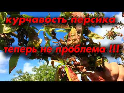 Видео: Как победить курчавость персика !!!