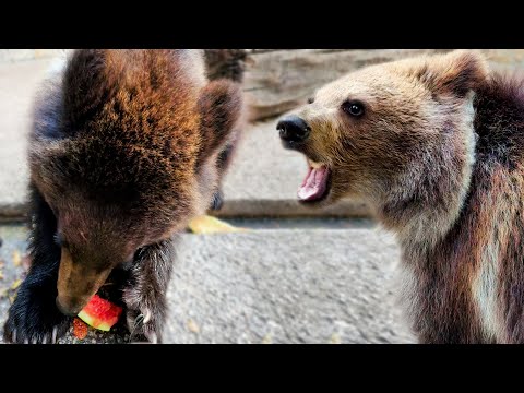 Видео: Лейла и Миша СОВСЕМ РЯДОМ! Миша научил Лейлу есть апельсины! Медвежата с каждым разом все ближе!