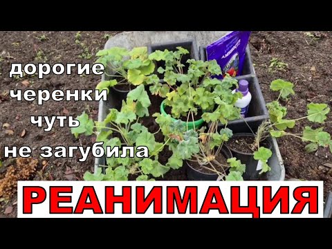 Видео: Опять грунт подводит. Срочная пересадка. Они стоят как крыло самолета. Жалко потерять