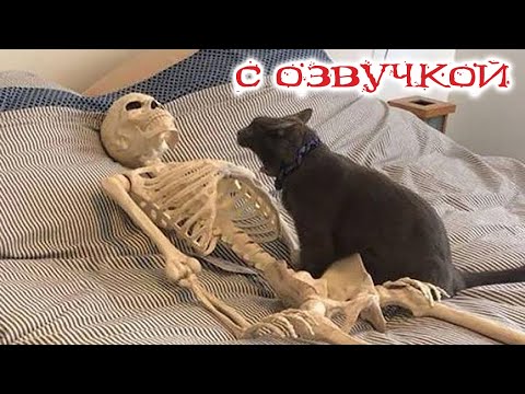 Видео: Приколы с котами с озвучкой! Смешные коты! Самые Смешные животные! Тест на психику!