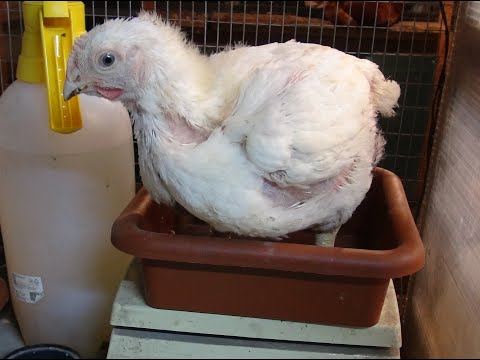 Видео: Вес бройлера в 25 дней, которые едят черную львинку.