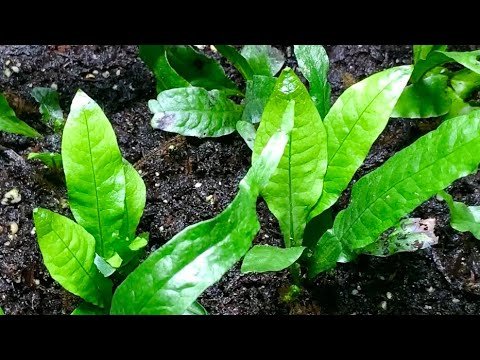 Видео: Как размножить яванский папоротник надводным способом!!! (Простой способ)