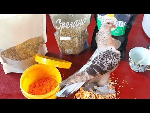 Видео: 👈ГОЛУБИ+ЗДОРОВЫЕ+РАССКАЗ+СМОТРИТЕ ДО КОНЦА. PIGEONS+HEALTH+WATCH TILL THE END