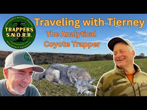 Видео: Путешествие с Тирни, аналитическим охотником на койотов