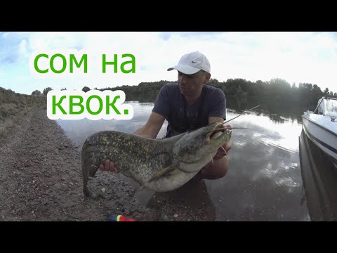Видео: Рыбалка на сома с квоком.