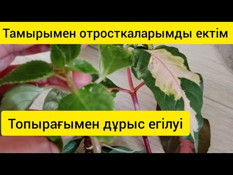 Видео: Гүлдерімнің отросткасын тамырымен ектім. Топырағымен дұрыс егілуі#гүл