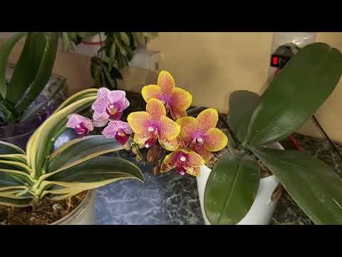 Видео: Три стимулятора роста от которых  орхидеи реанимашки начинают растить жирные корни, листья и цвести