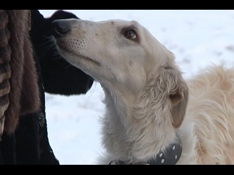 Видео: Домашний зоопарк: Русская псовая борзая