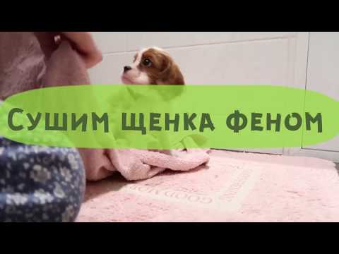Видео: Груминг щенка КАВАЛЕРА / сушка феном и стрижка когтей