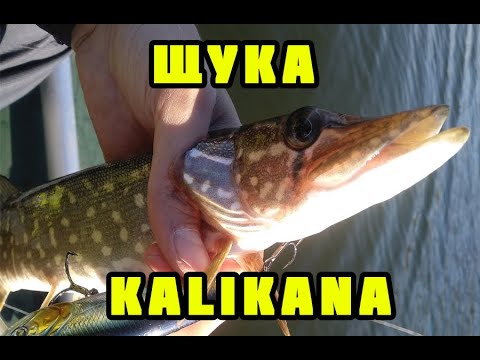 Видео: Рыбалка в ноябре 2020. Kalikana dun 105F косит щуку!