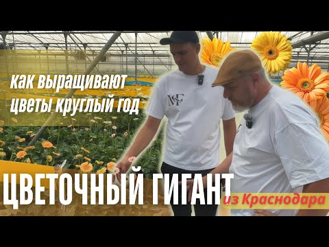 Видео: Шесть цветочных культур, сотни тысяч цветов. Крупнейшая тепличная ферма Max Flora изнутри.
