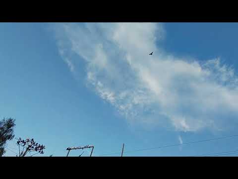 Видео: Молодая сизая чубатая начинает хорошо игру брать 