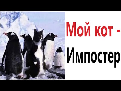 Видео: ПРИКОЛЫ! МОЙ КОТ - ИМПОСТЕР!!! УГАРНЫ МЕМЫ от Доми шоу