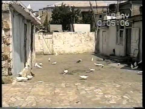 Видео: Баку настоящие голуби 1