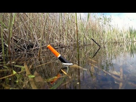 Видео: ЖДУ ЛИНЯ РАННИМ УТРОМ!!РЫБАЛКА НА ПОПЛАВОК В АВГУСТЕ.