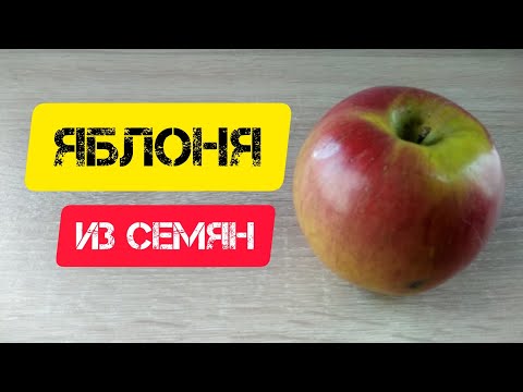 Видео: ⚫Яблони из семян | 2,5 года за 5 минут