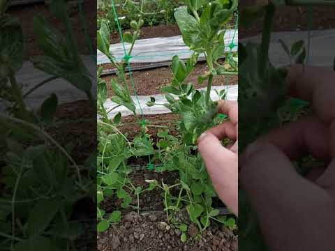 Видео: горох в теплице сезон 2021.2 часть