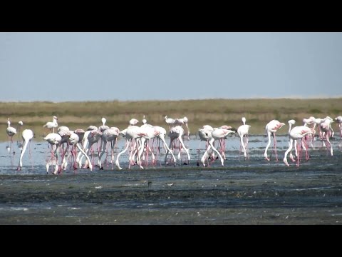 Видео: Заповедники Казахстана.  Тенгиз-Коргалжынская система озер