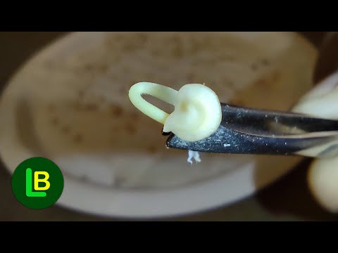 Видео: Семена прорастают быстрее, чем когда-либо на бумажном полотенце без почвы. Всхожесть 100%