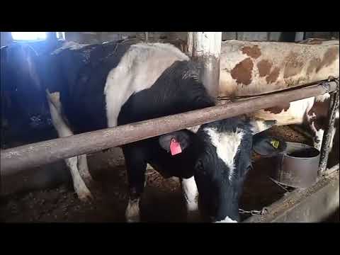 Видео: Наши бычки на откорме 🐂 Март 2024