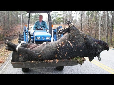 Видео: Вот Почему Домашних Свиней Нельзя Выпускать на Волю