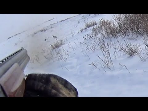 Видео: охота на зайца "живучие..."