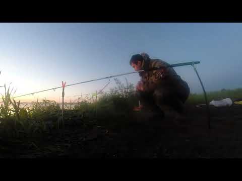 Видео: Карась в июне. Ловля на бесплатном водоеме в Подмосковье. Рыбалка с ночевкой.