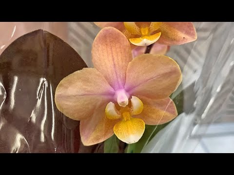 Видео: Обзор привоза ОРХИДЕЙ в Леруа Мерлен на пр. Испытателей, СПБ.