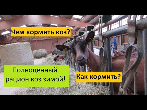 Видео: Зимний рацион коз