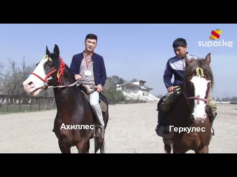 Видео: Кок бору: Лошади Ахиллес и Геркулес, с помощью которых команда "Ынтымак" одержала победу