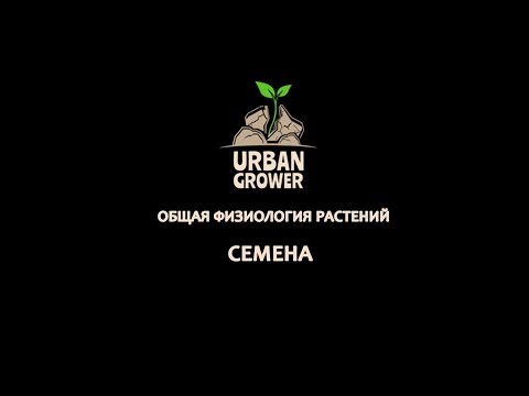 Видео: УРБАН ГРОВЕР УРОК 8 - СЕМЕНА - ОБЩАЯ ФИЗИОЛОГИЯ РАСТЕНИЯ