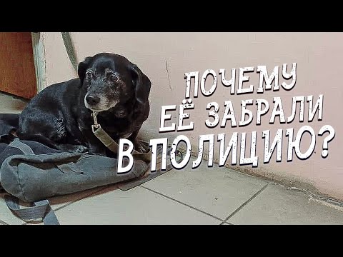 Видео: Спасение животных/ В полиции  Багиру назвали просто: Грустные глазки