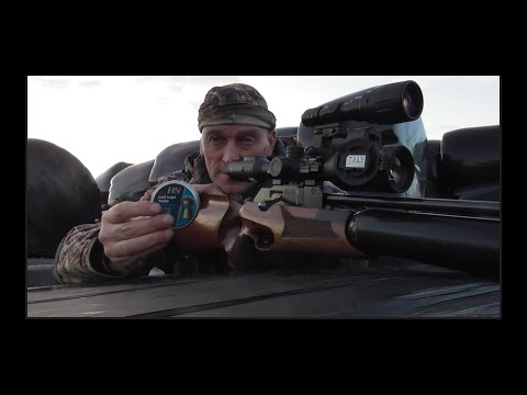 Видео: .22 или .177 для стрельбы по крысам.