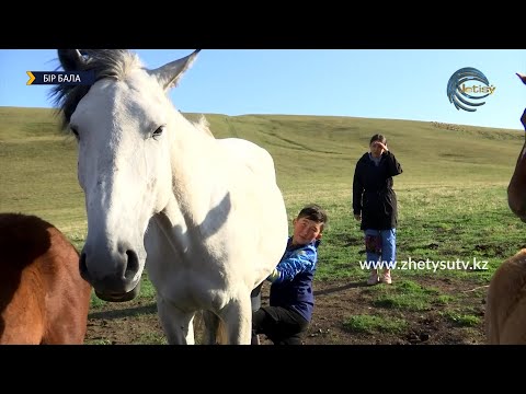 Видео: Қойшы бала бие сауып жүр / "Бір бала" хабары