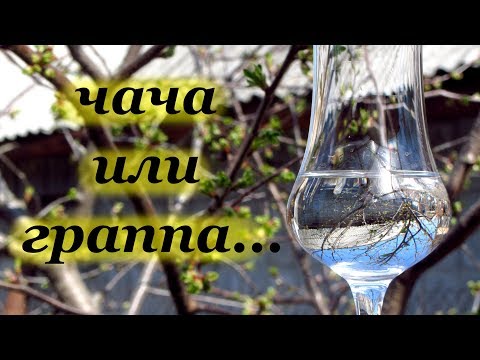 Видео: Чача или Граппа, сок-концентрат и виноградная мезга, вкусная закуска