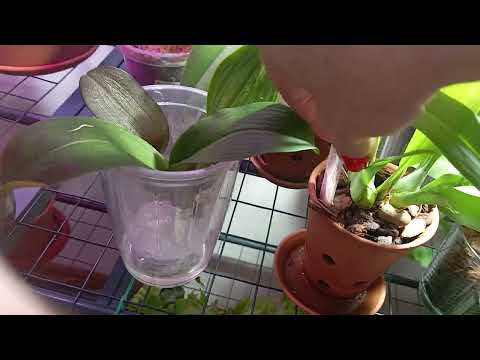 Видео: Новинки орхидей. Новая лампа. Названия биглипов. 