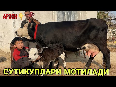 Видео: СУТДОР ТИГДОР СУТ ЙУНАЛИШИДА СИГИРЛАР ШВЕД ОЛА КАШТА СОТИЛАДИ SOTILADIGON SIGIRLAR 10 ноября 2025 г