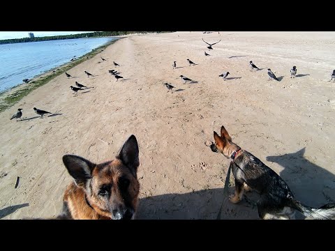 Видео: Дрессированные вороны.🦅 Учим 🐶щенка не реагировать на 🦅птиц.