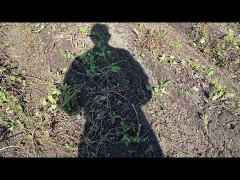 Видео: Готуємось до копання картоплі.