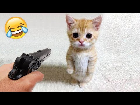 Видео: Самые смешные животные 2025 - Приколы с котами и собаками - Смешные Животные Видео #37