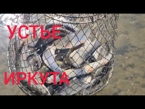 Видео: ЕЛЕЦ, УСТЬЕ ИРКУТА.