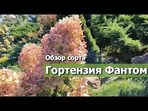 Видео: Гортензия Фантом | Обзор сорта гортензии Фантом: описание сорта, характеристики