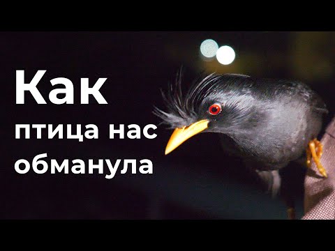 Видео: ПТИЦА ПРИТВОРИЛАСЬ НЕЛЕТАЮЩЕЙ, ЧТОБЫ ПОЛУЧИТЬ ЕДУ!
