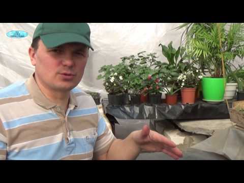 Видео: КАК ПОСЕЯТЬ КАПУСТУ БРОККОЛИ.