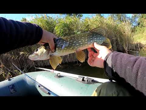 Видео: ПОЧТИ ОСЕННИЙ ЖОР ЩУКИ ЛОВЛЯ НА СПИННИНГ ВОБЛЕРЫ МИНОУ
