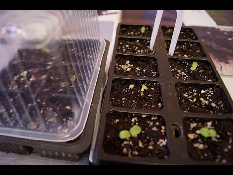 Видео: ПЕЛАРГОНИЯ от посадки НА 10 ДЕНЬ ЧАСТЬ 2.