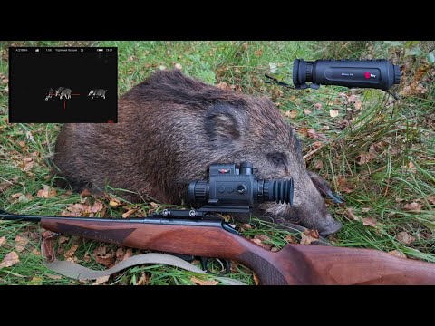 Видео: Добыл очередного кабанчика! Охота с вышки!